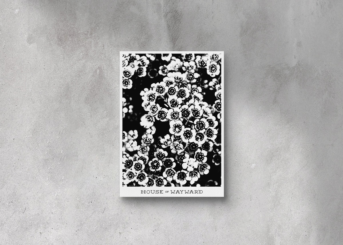 The Geraldton Waxflower Poster Print