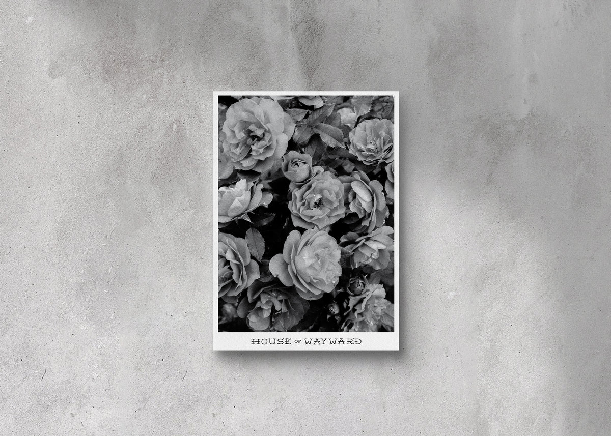 A rose is a rose is a rose Poster Print